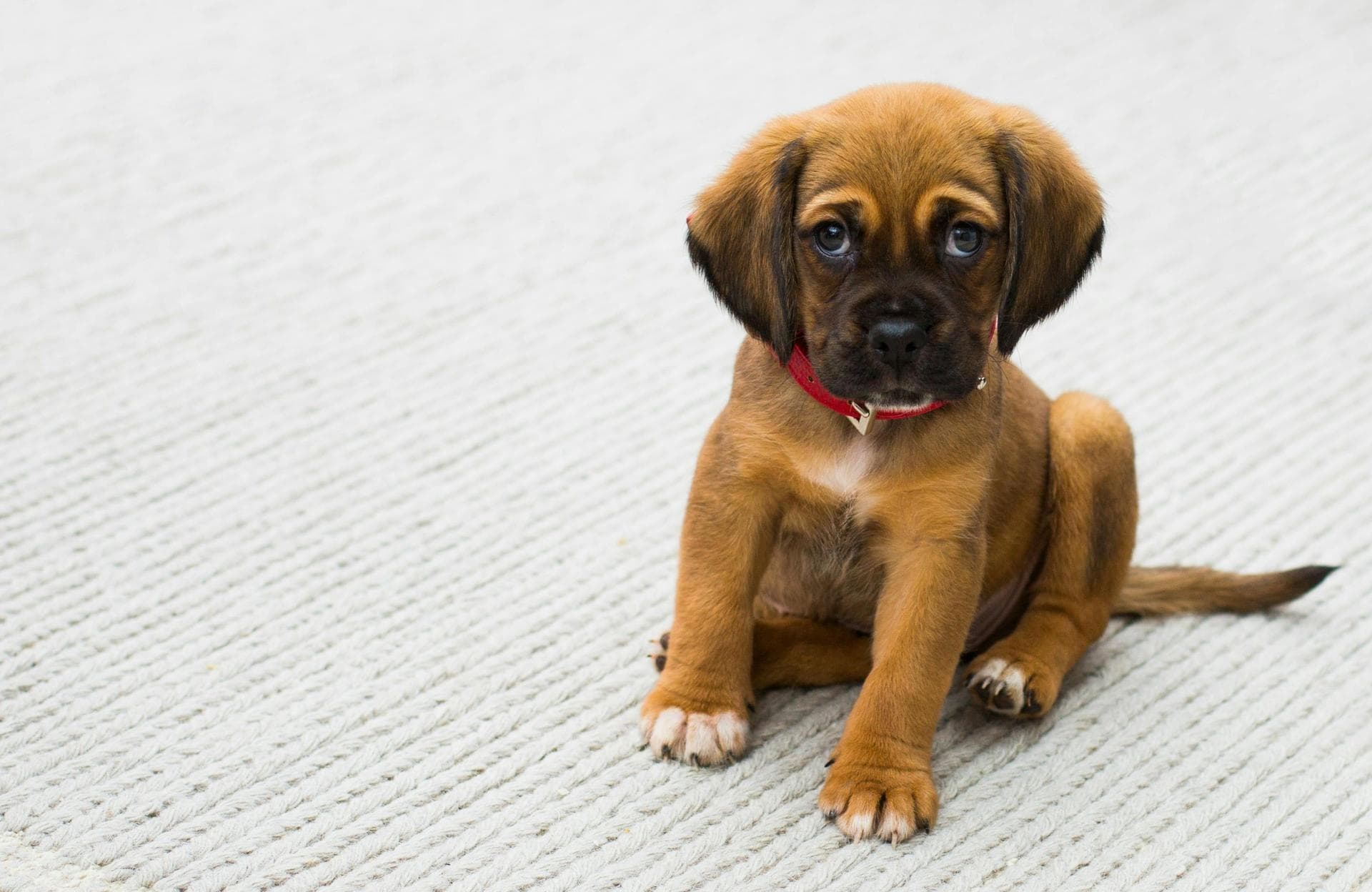 Vet Consultation Prices in Chelsea