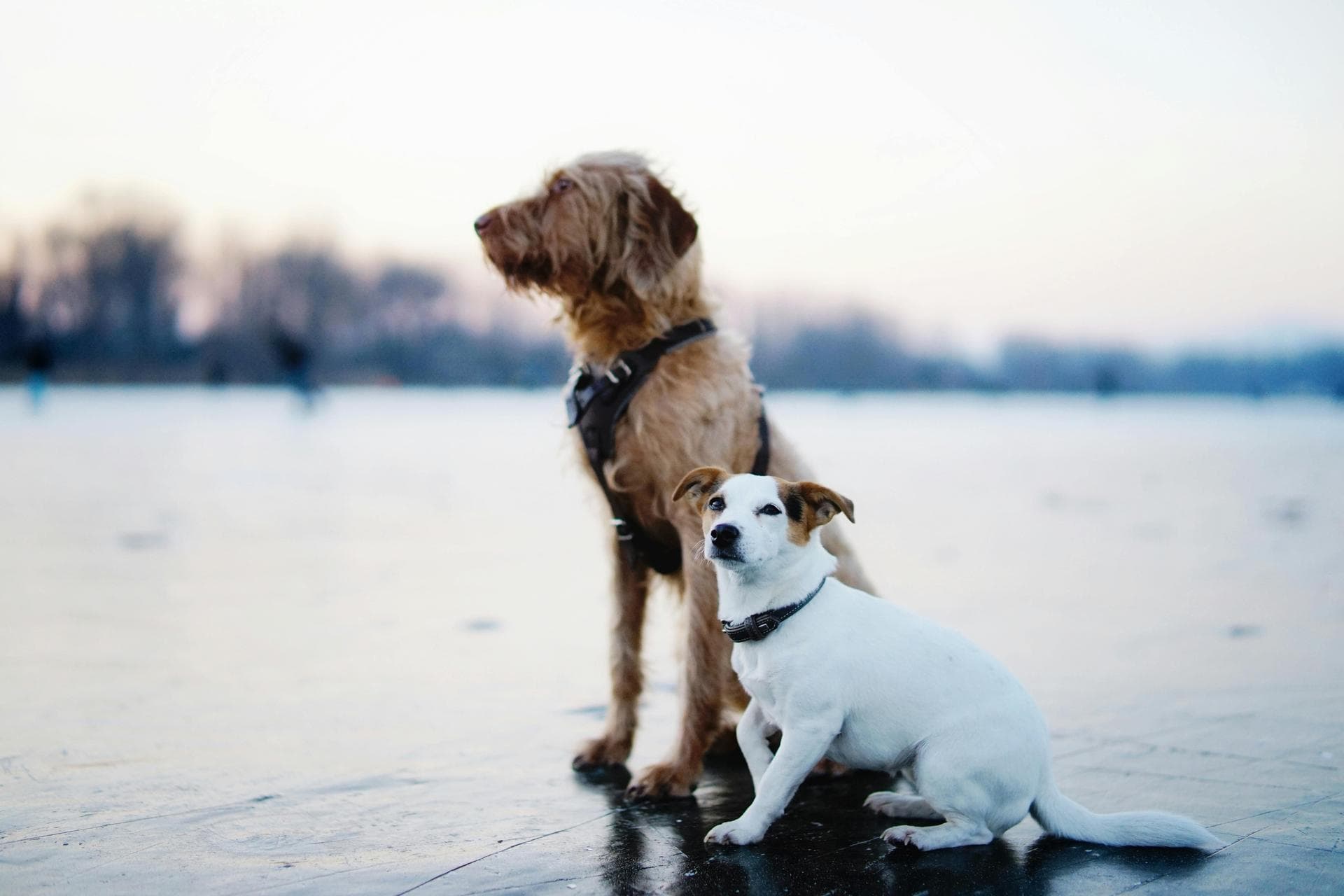 Annual Vaccination Booster Prices in Chelsea