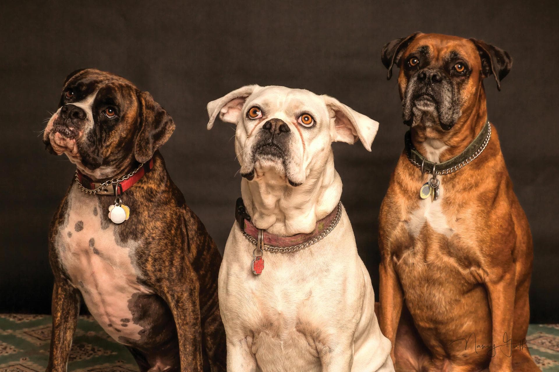 Dog Neutering Prices in Chelsea