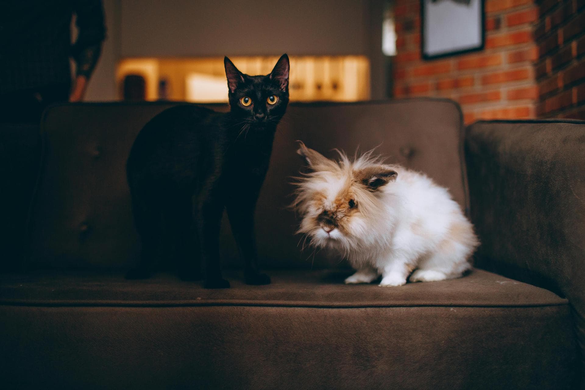 Specialist Vets in Chelsea