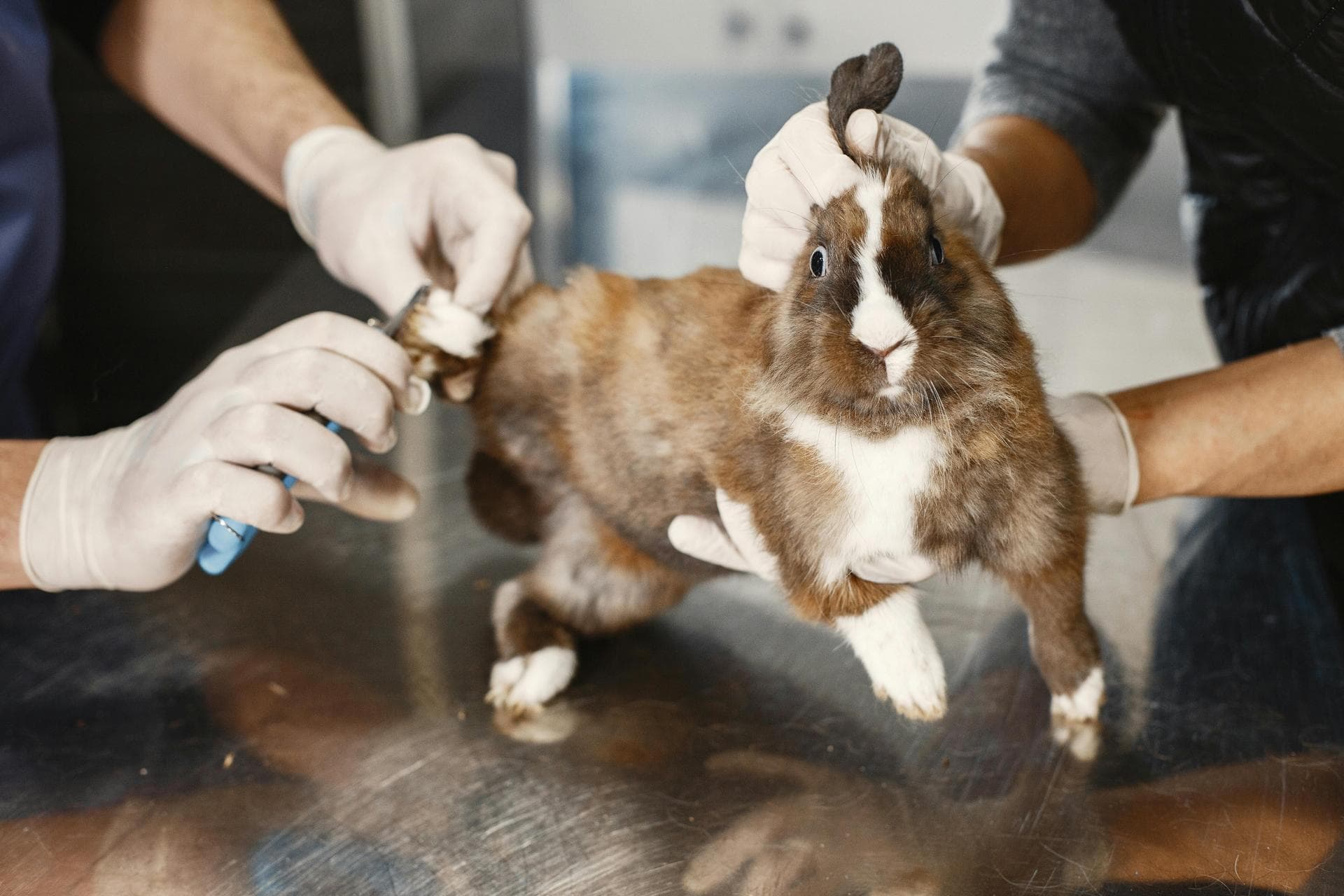 Primary Vaccination Course Prices in Chelsea